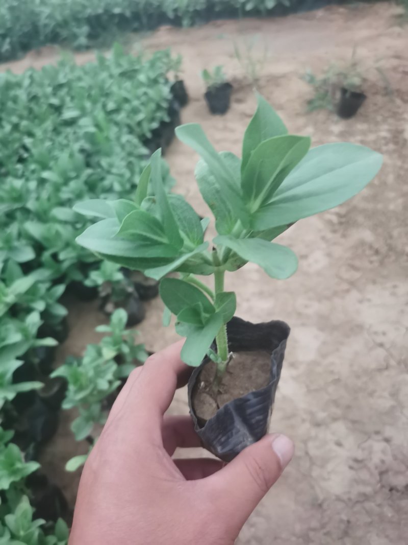 百日草