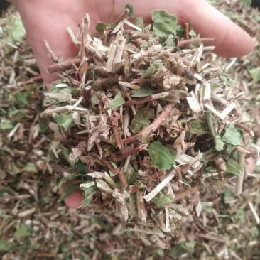 金银花藤～新货～量大优惠～1公斤起售～欢迎咨询采购