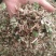 金银花藤～新货～量大优惠～1公斤起售～欢迎咨询采购