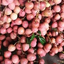 广东荔枝：黑叶，桂味大量上市