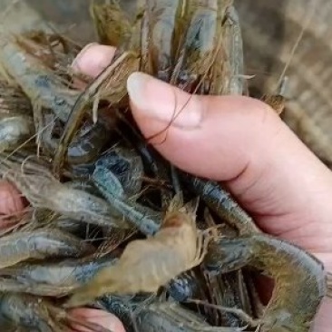 青虾