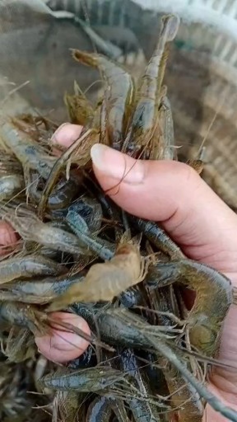 青虾