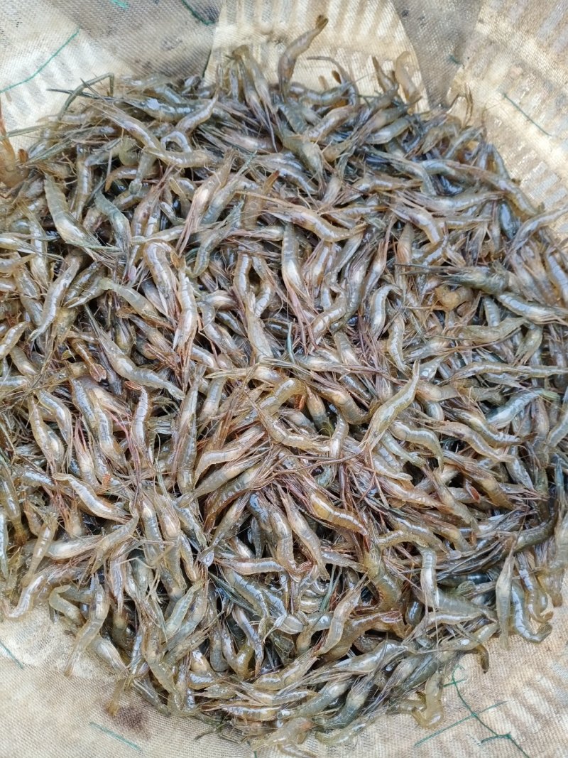 青虾