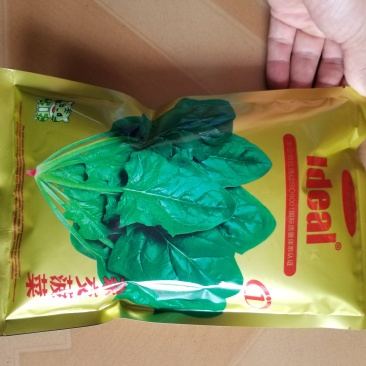 500克理想杂交菠菜种子，粒粒精品。