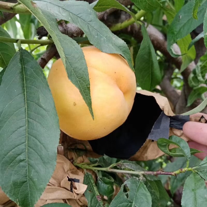 精品黄桃