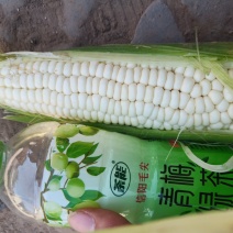 甜玉米🌽糯玉米万糯2000颗粒饱满无虫眼产地直发