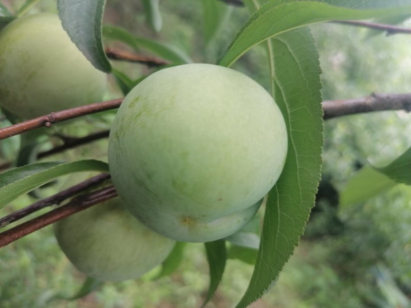 青脆李，脱骨李，大白李，接受预订，订货不价