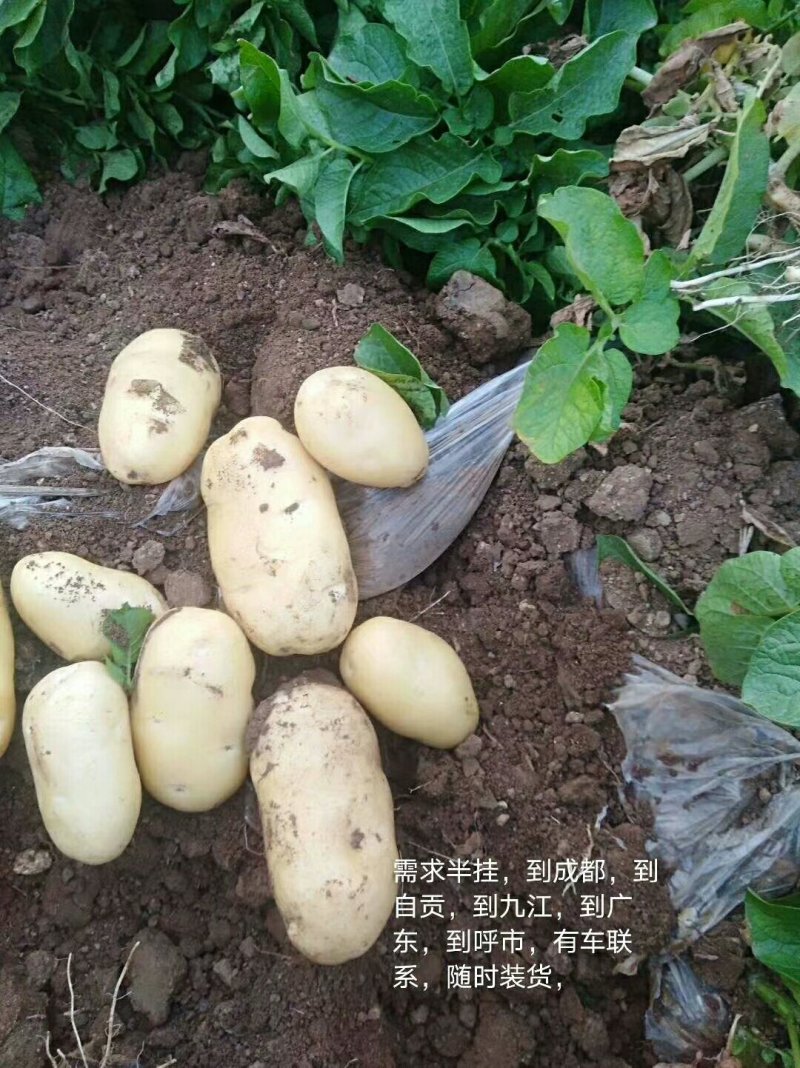 土豆