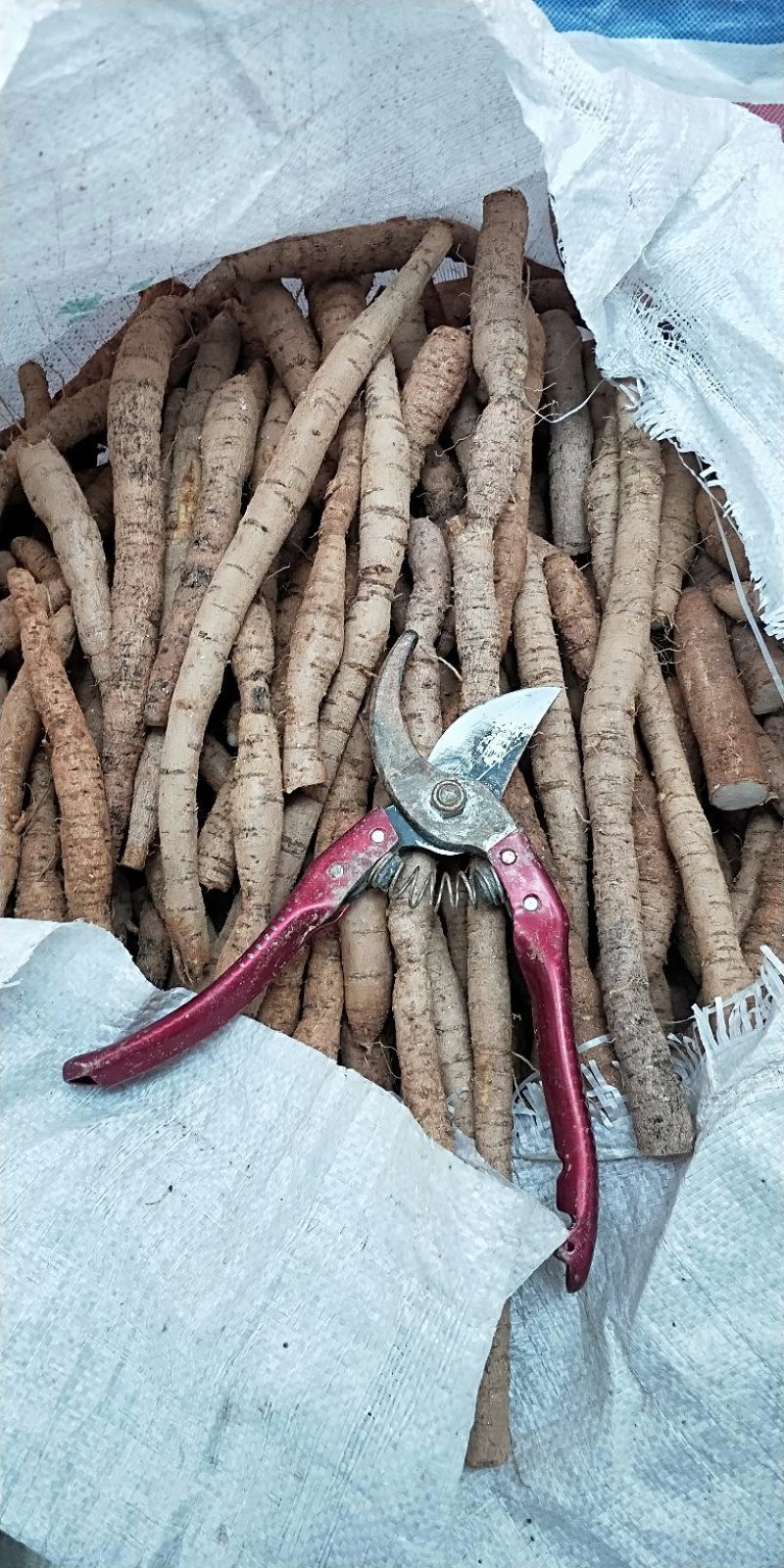 牛大力薯需要的老板联系