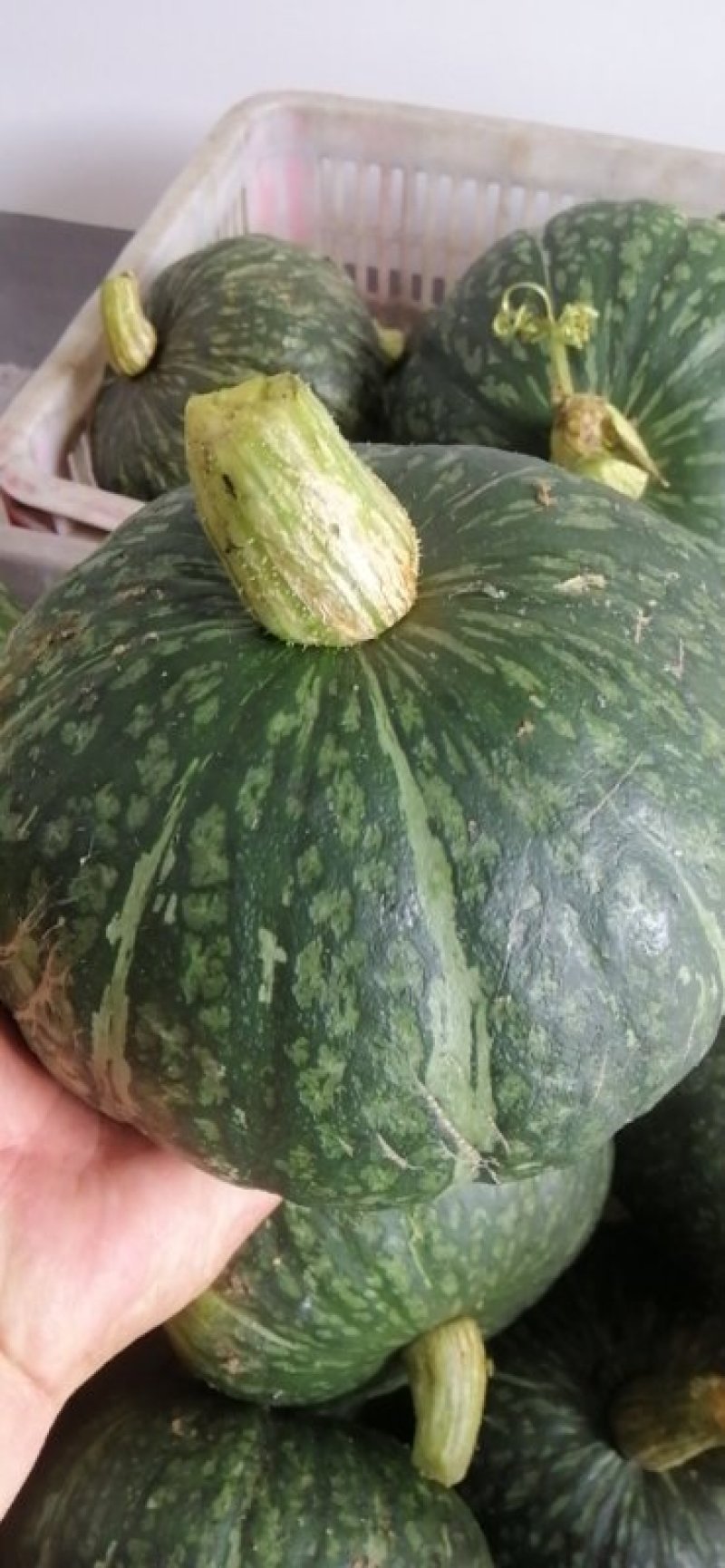 汉中板栗南瓜，口感好，干，面，甜，产地值销，一手货源