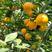 橙子夏橙大量地头供应中皮薄汁多口感甜带叶鲜果