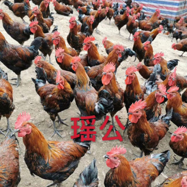 瑶公