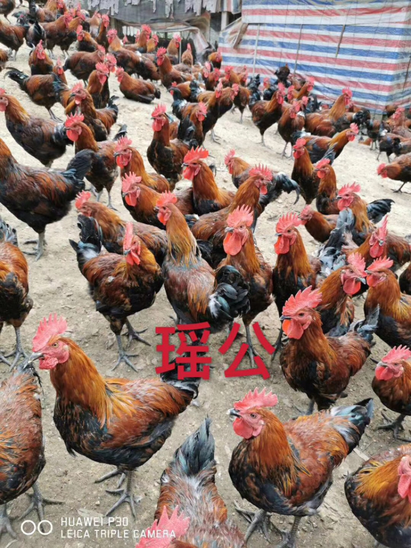 瑶公