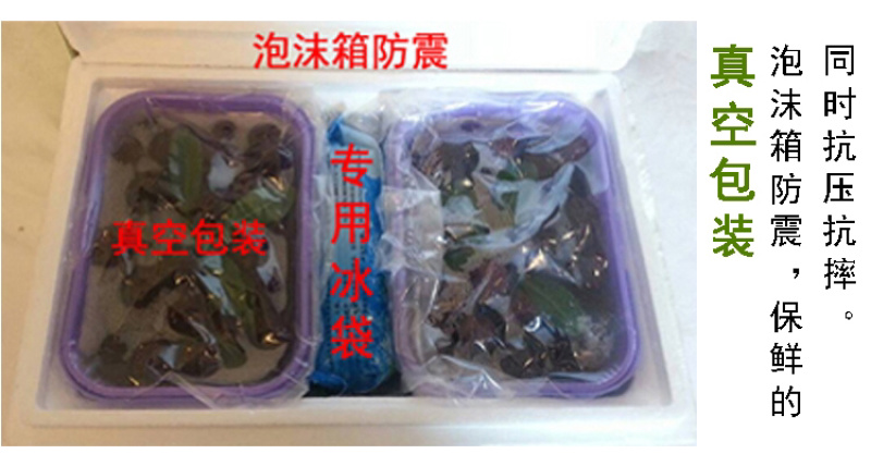 超大仙居东魁杨梅自家果园自产自销