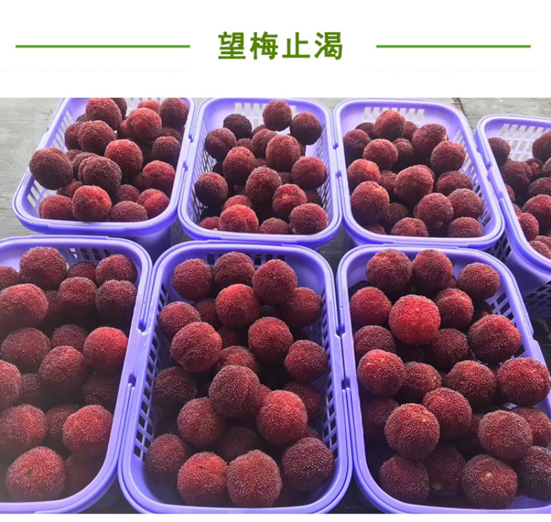 超大仙居东魁杨梅自家果园自产自销