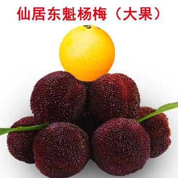 超大仙居东魁杨梅自家果园自产自销