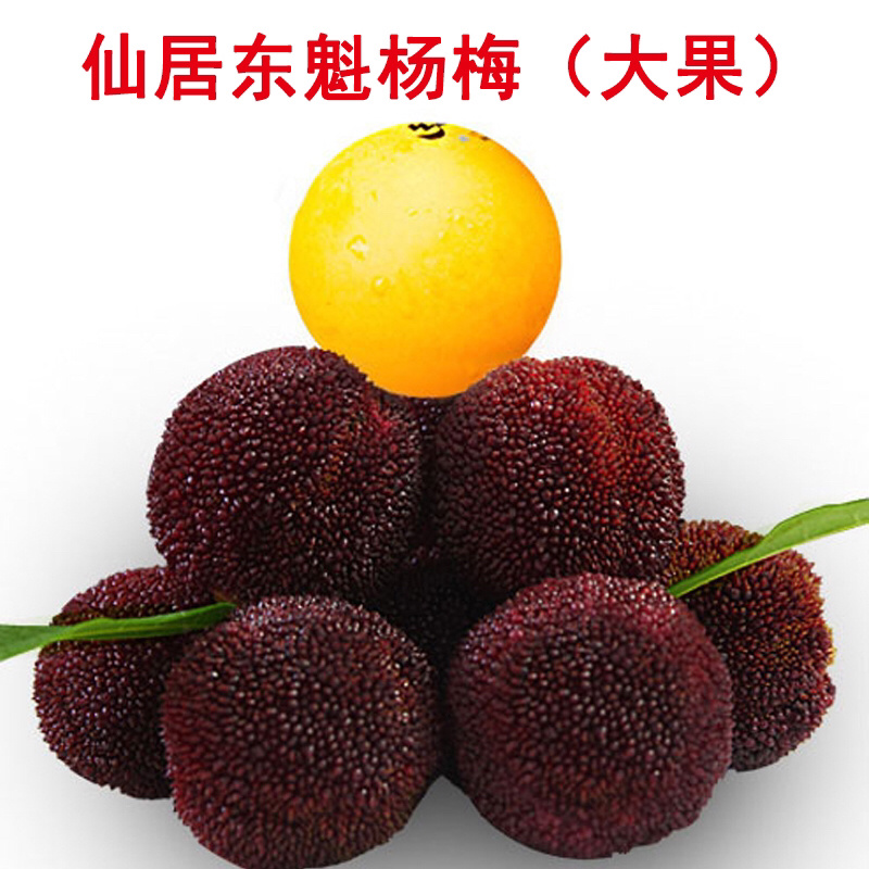 超大仙居东魁杨梅自家果园自产自销
