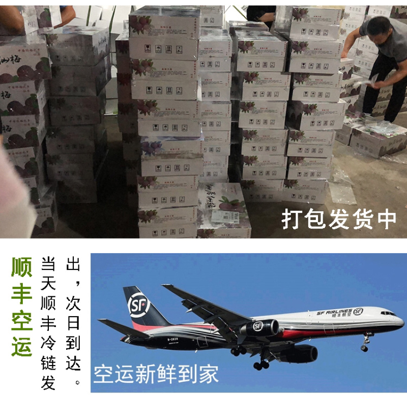 超大仙居东魁杨梅自家果园自产自销