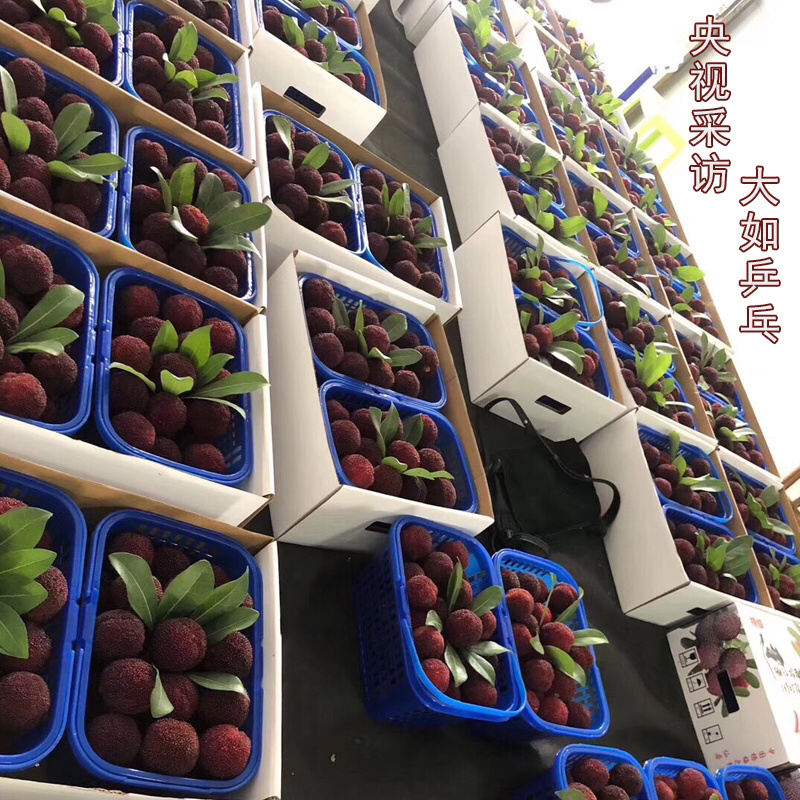 超大仙居东魁杨梅自家果园自产自销