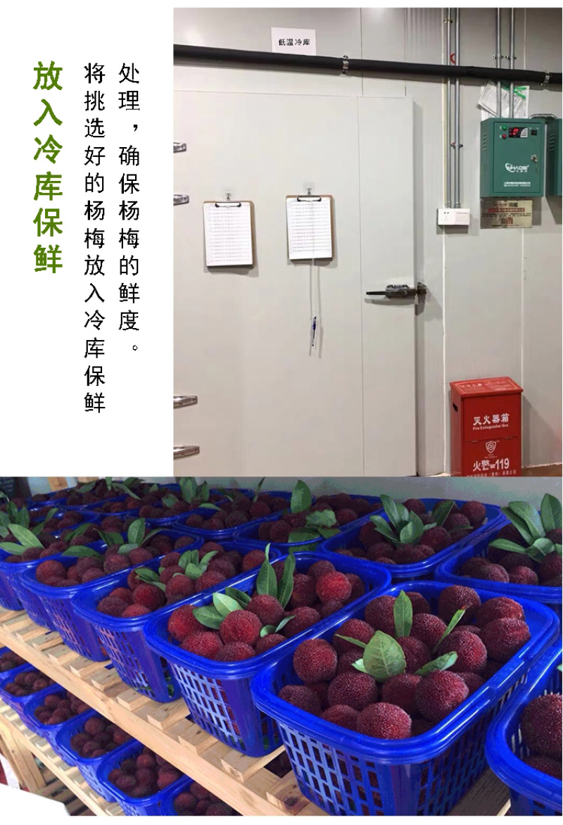 超大仙居东魁杨梅自家果园自产自销