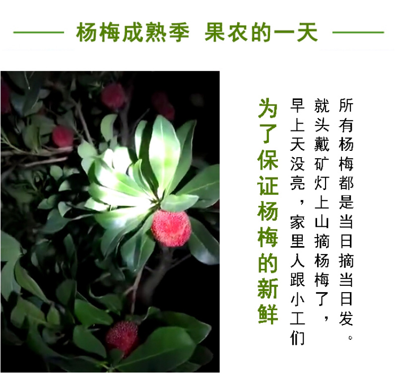 超大仙居东魁杨梅自家果园自产自销
