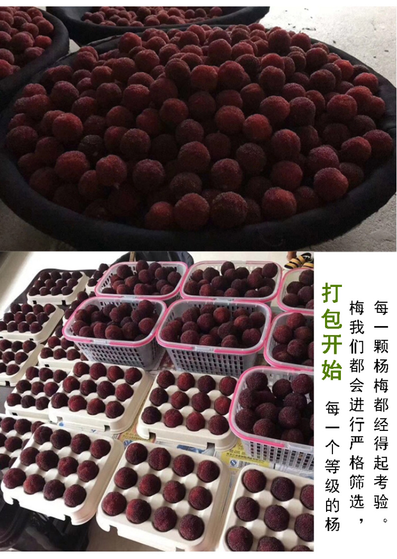 超大仙居东魁杨梅自家果园自产自销