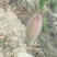 红象牙芒果晚熟象牙芒果
