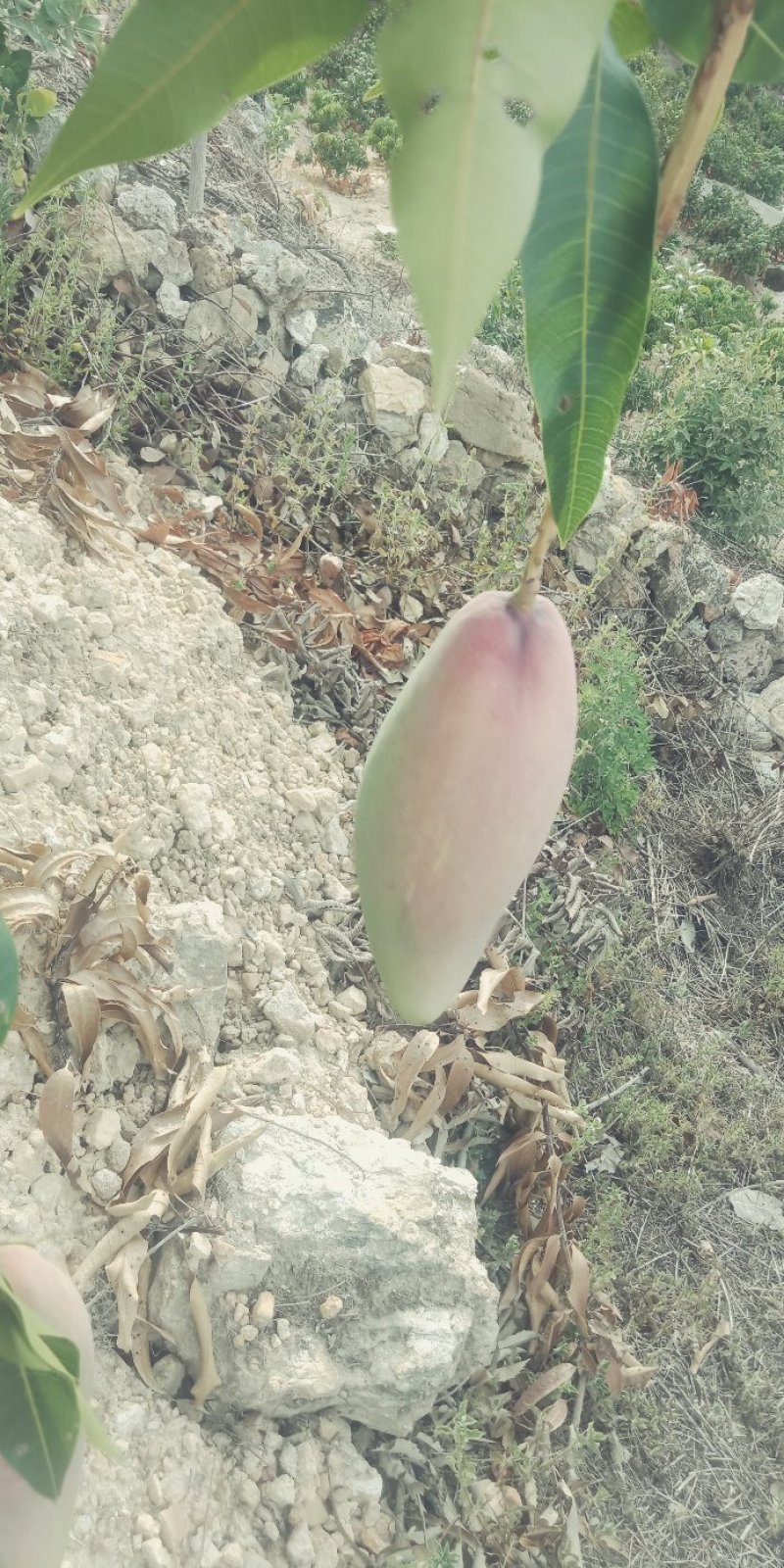 红象牙芒果晚熟象牙芒果