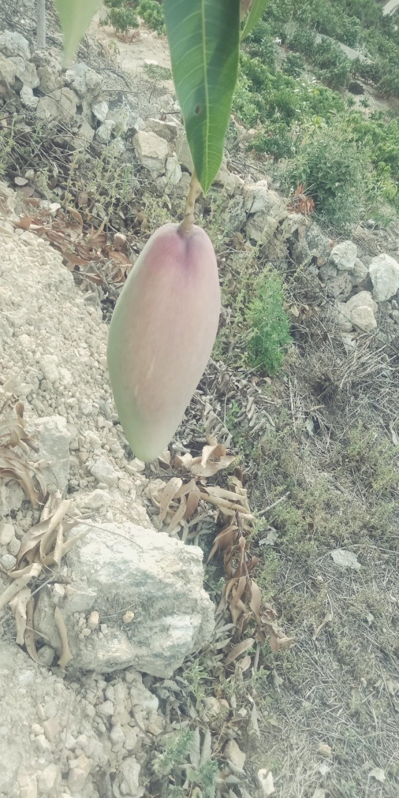 红象牙芒果晚熟象牙芒果