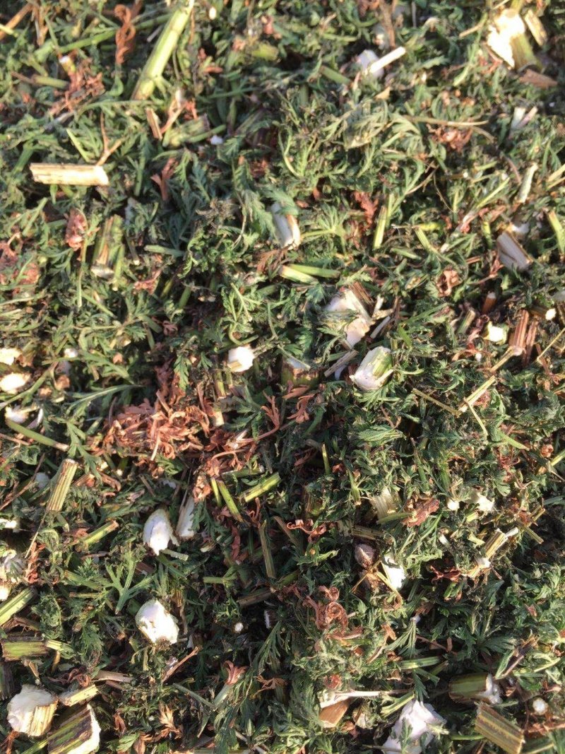 青蒿河南南阳原产地青蒿半湿加工颜色好