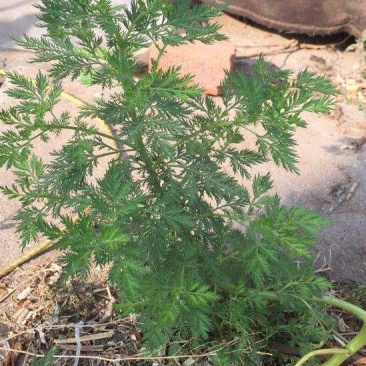 青蒿河南南阳原产地青蒿半湿加工颜色好