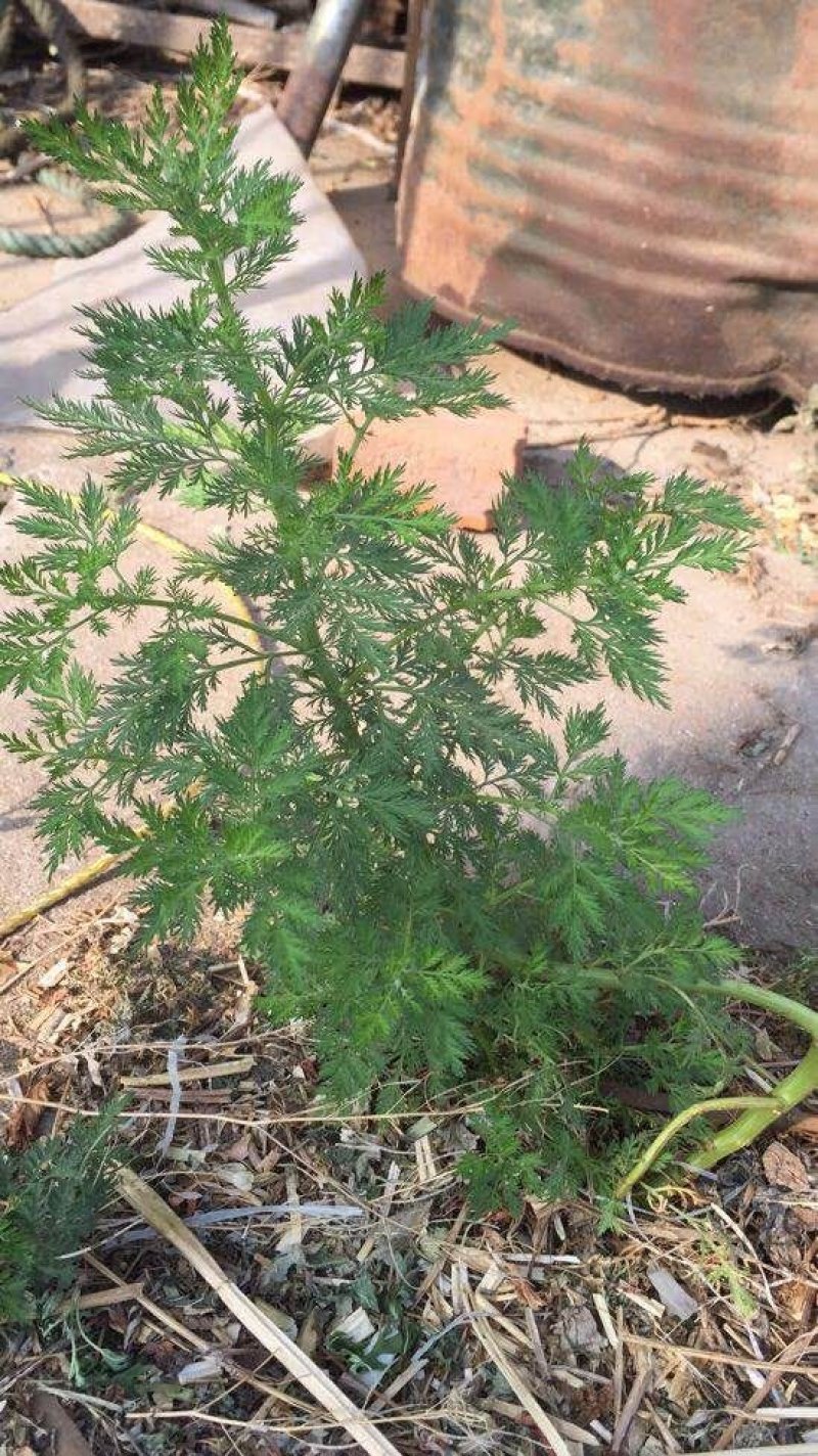 青蒿河南南阳原产地青蒿半湿加工颜色好
