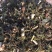 青蒿河南南阳原产地青蒿半湿加工颜色好