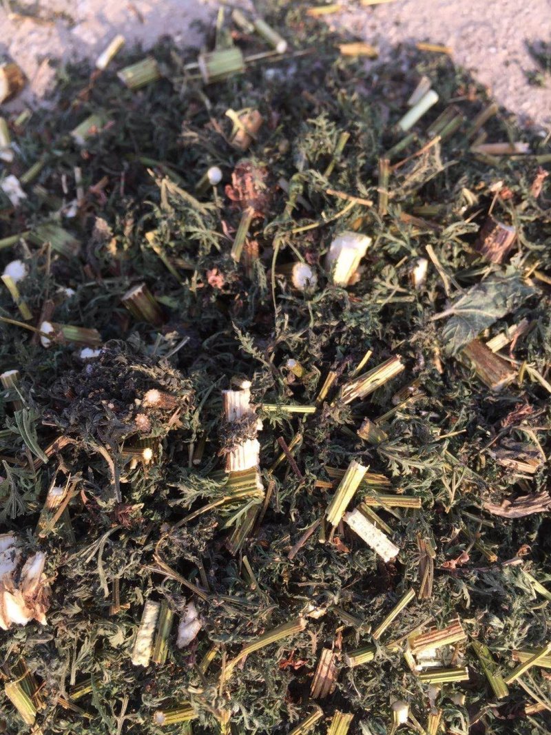 青蒿河南南阳原产地青蒿半湿加工颜色好