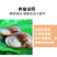 白玉蜗牛情侣蜗牛下蛋蜗牛美容蜗牛