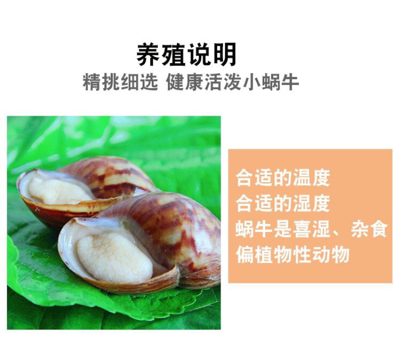 白玉蜗牛情侣蜗牛下蛋蜗牛美容蜗牛