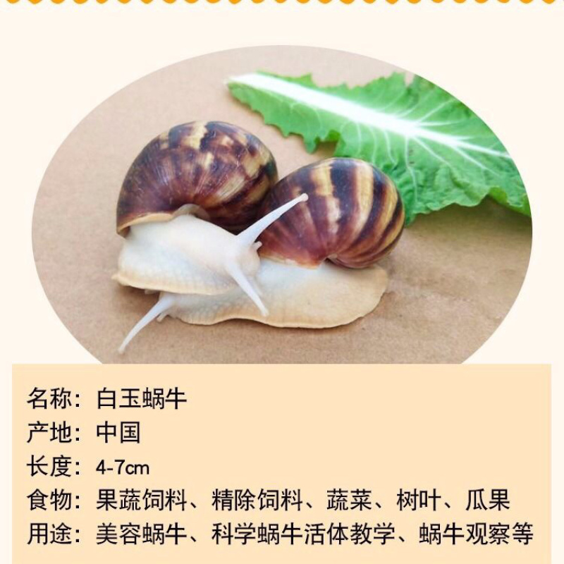白玉蜗牛情侣蜗牛下蛋蜗牛美容蜗牛