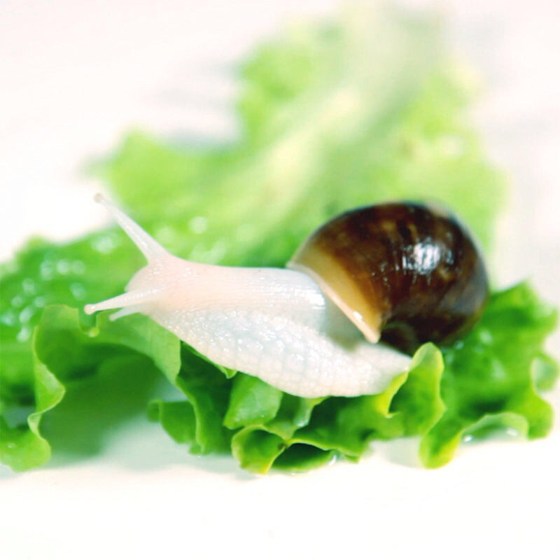 白玉蜗牛情侣蜗牛下蛋蜗牛美容蜗牛