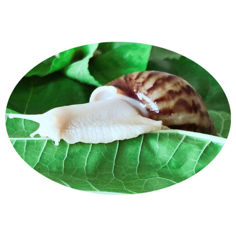 白玉蜗牛情侣蜗牛下蛋蜗牛美容蜗牛