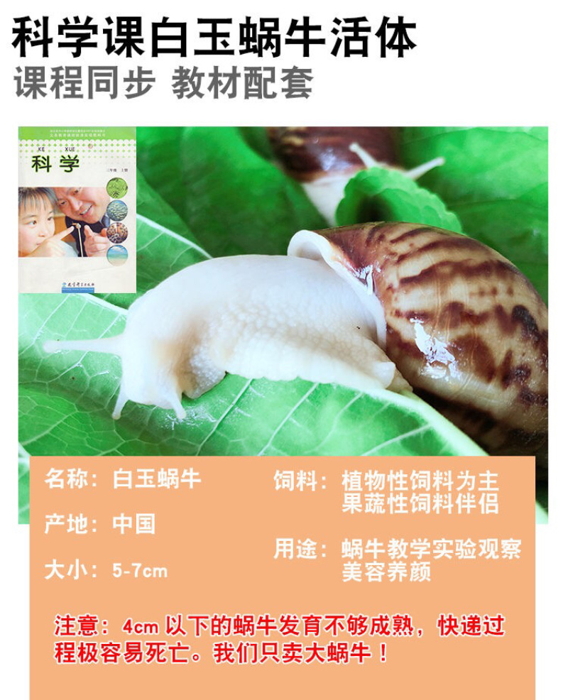 白玉蜗牛情侣蜗牛下蛋蜗牛美容蜗牛