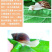 白玉蜗牛情侣蜗牛下蛋蜗牛美容蜗牛