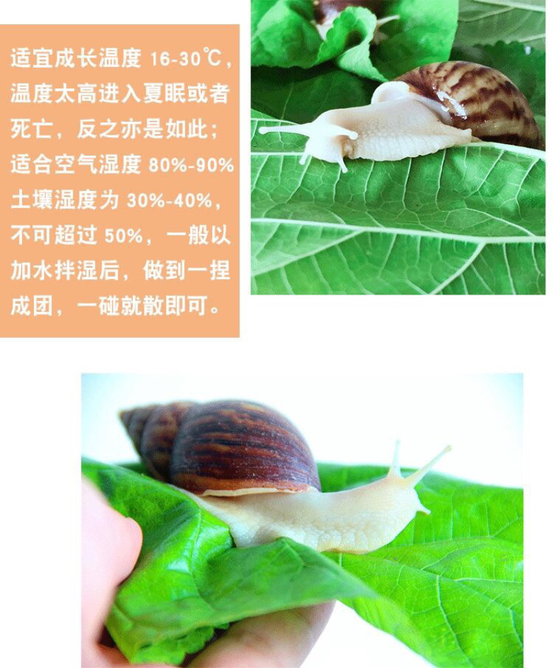 白玉蜗牛情侣蜗牛下蛋蜗牛美容蜗牛