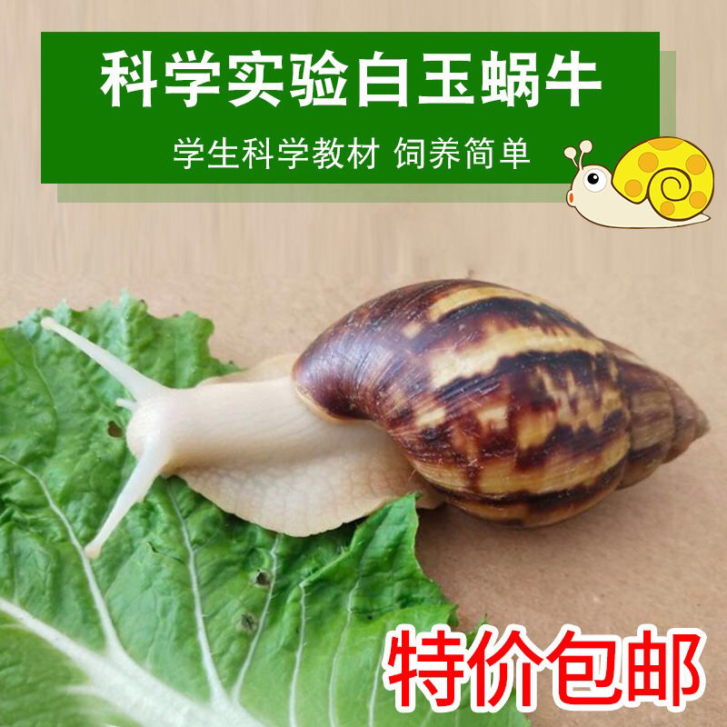 白玉蜗牛情侣蜗牛下蛋蜗牛美容蜗牛