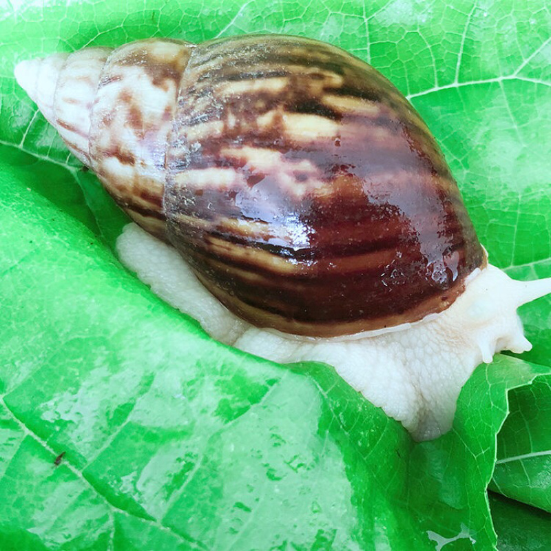 白玉蜗牛情侣蜗牛下蛋蜗牛美容蜗牛
