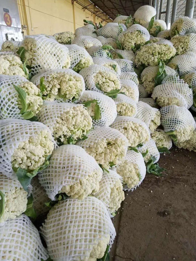 产地散花出货，蔬菜合作社直供，各种包装可以发到全国各地