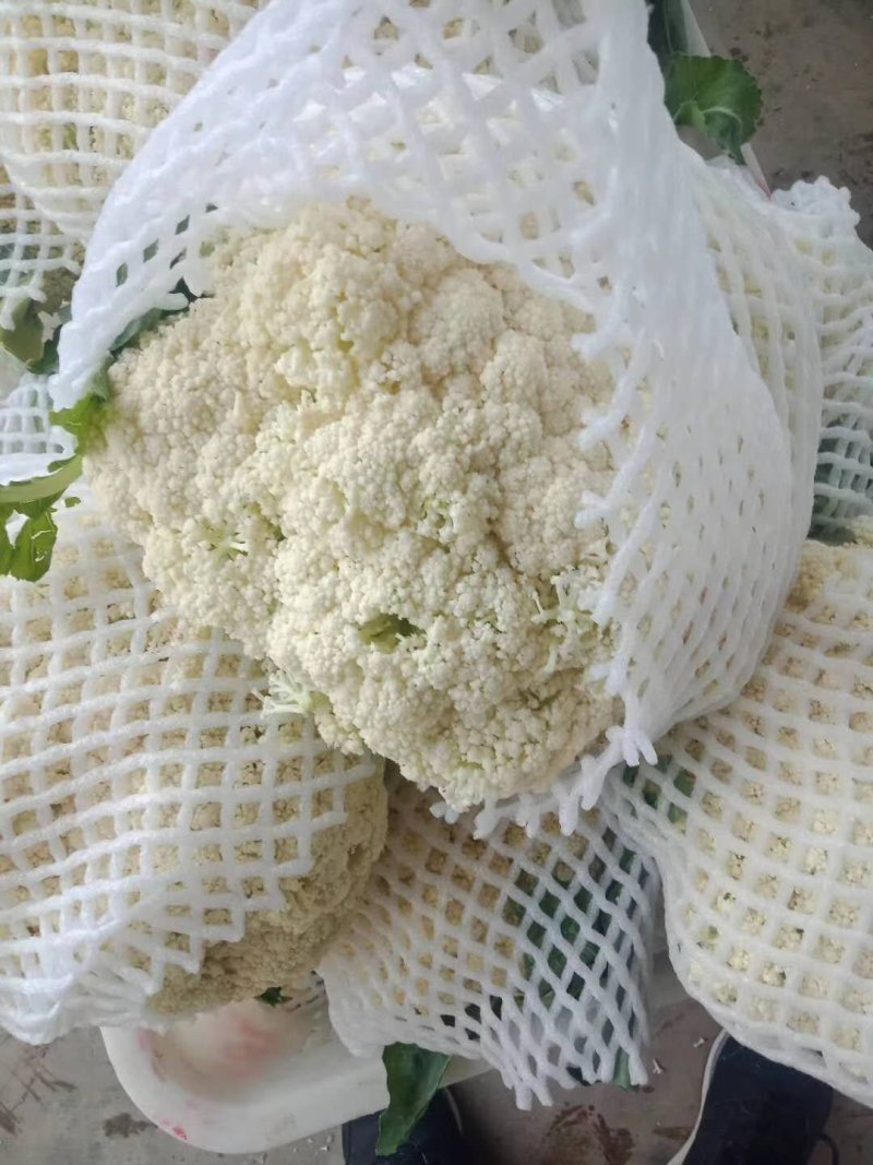 （精品）白面青梗散花，提供包装，诚信代办，畅销全国各地