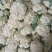（精品）白面青梗散花，提供包装，诚信代办，畅销全国各地