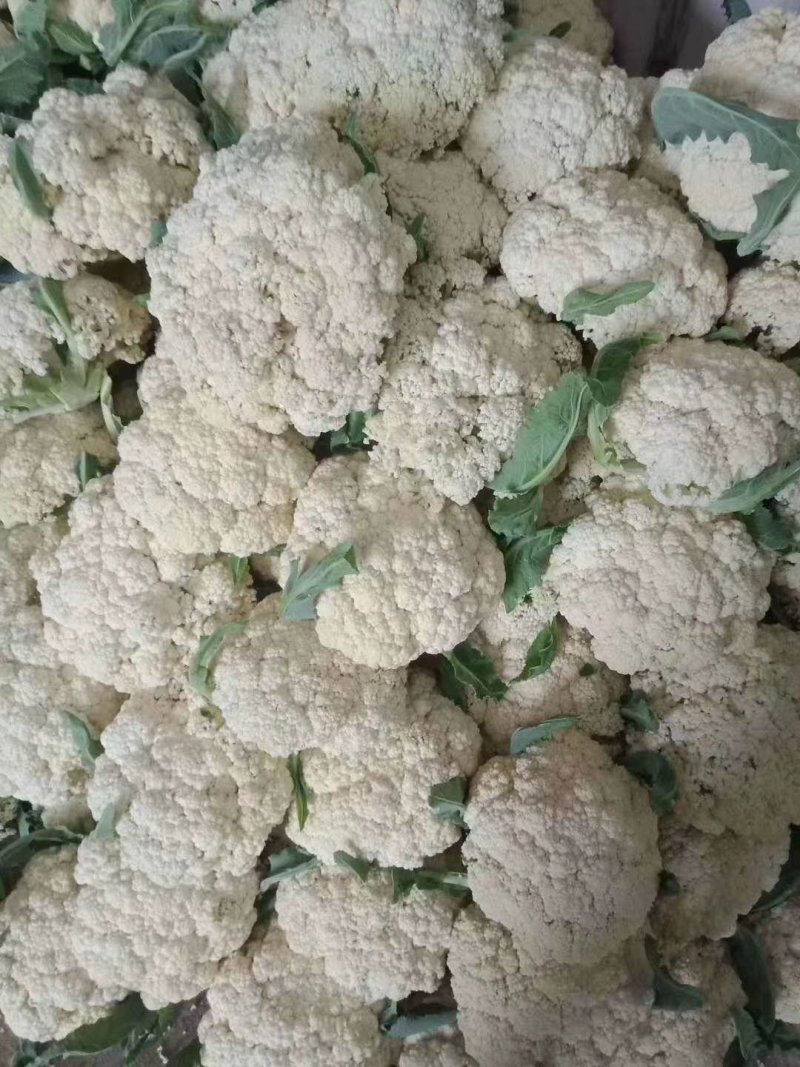 （精品）白面青梗散花，提供包装，诚信代办，畅销全国各地