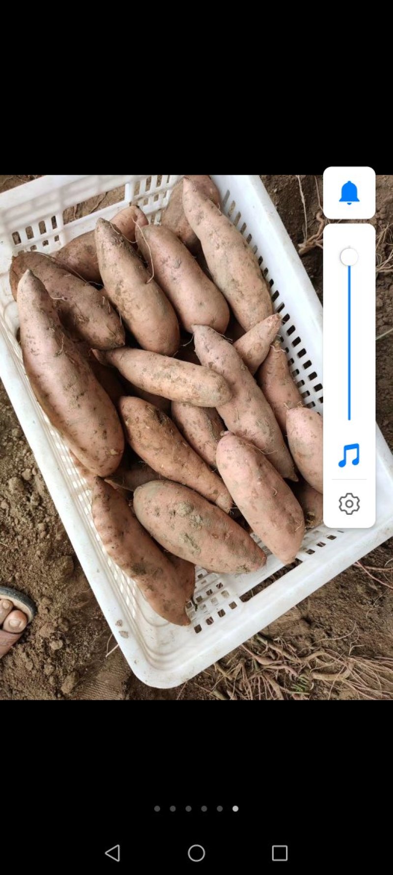 龙久红薯
