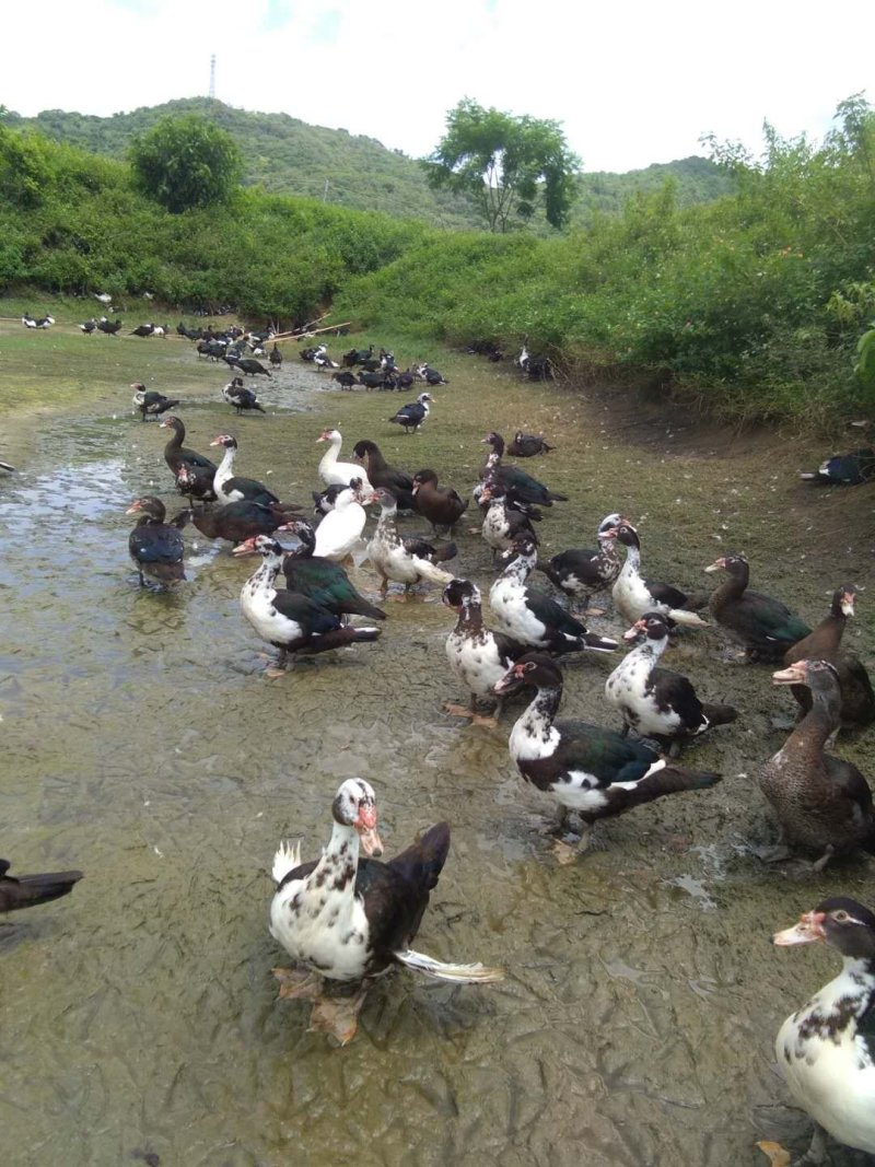 黑番鸭